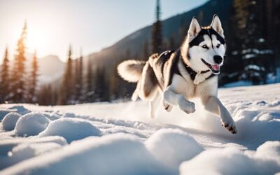 Siberian Huskies – High-Energy Dogs In Need Of Action-Packed Exercise