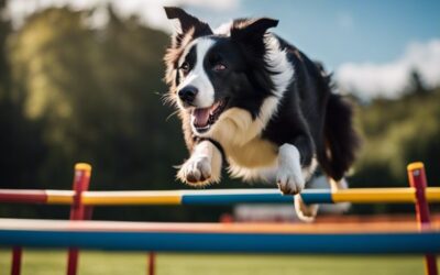 Border Collies – The Brilliant Athletes Of The Dog World
