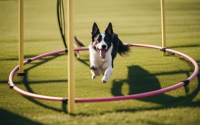 In-Depth Tutorial – How To Train Your Dog For Agility Sports